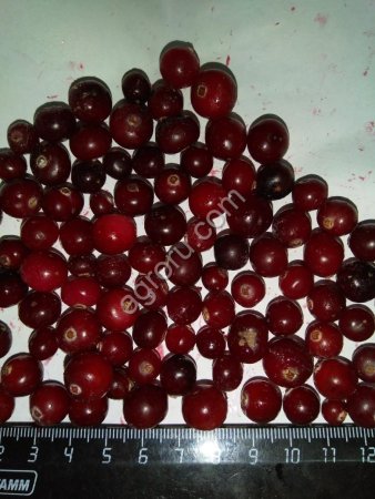 Клюква дикая замороженная (РФ, электр. очистка)