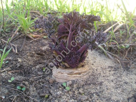 Семена хрена (Катран Аккорд) очень ядреный