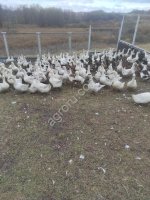 Гусь домашний живой