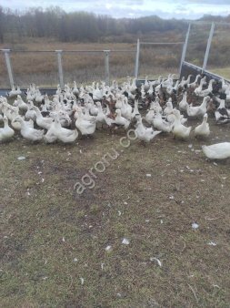 Гусь домашний живой
