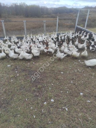 Гусь домашний живой