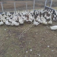 Гусь домашний живой