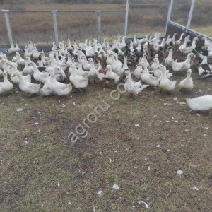 Гусь домашний живой