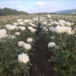 Саженцы Роз