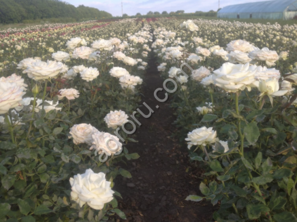 Саженцы Роз