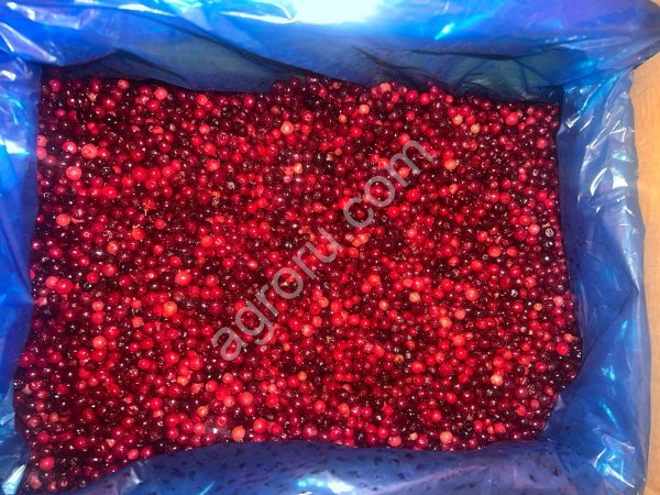 Замороженная брусника класс А.