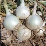 Лук репчатый