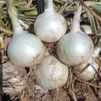 Лук репчатый