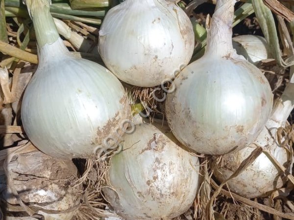 Лук репчатый