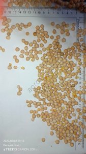 НУТ (Золотой Юбилей)