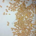 НУТ (Золотой Юбилей)