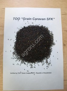 Рапс Масличный