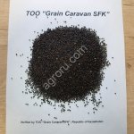 Рапс Масличный