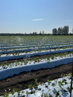 Рассада клубники