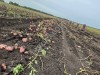 Картофель - АРИЗОНА КОЛОМБО МАНИФЕСТ