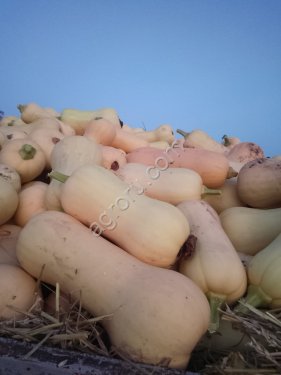 Хавана