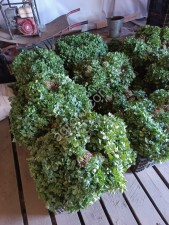 Семена Кинзы сорт Green Belly