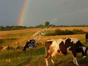 Электропастух для овец