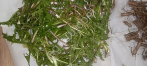 Лист одуванчика