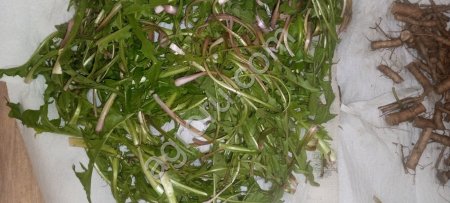 Лист одуванчика