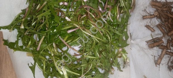 Лист одуванчика