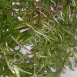 Лист одуванчика