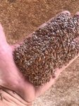 Семена льна масличного на экспорт