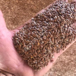 Семена льна масличного на экспорт