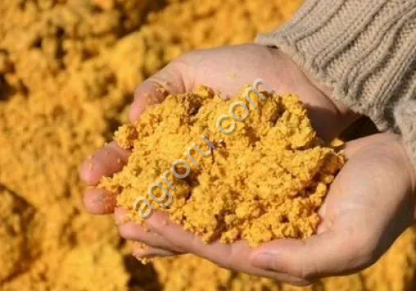 Барда кукурузная