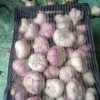 Чеснок