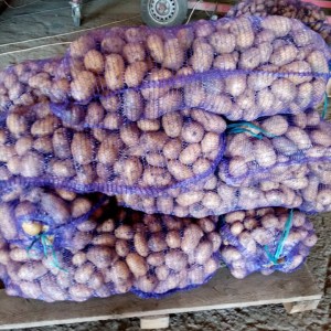 Картофель сорта Королева Анна оптом Урожай
