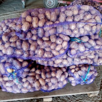 Картофель сорта Королева Анна оптом, Урожай 2022