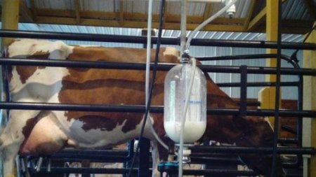 Минсельхоз не предусматривает роста производства молока в РФ до 2030 года