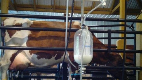 Минсельхоз не предусматривает роста производства молока в РФ до 2030 года