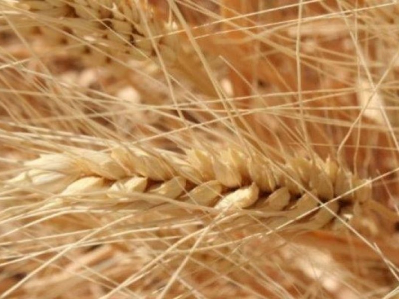 Зерно в переработку, - Краткий обзор рынка зерна