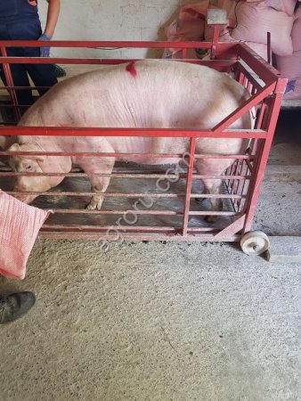 Свиньи 40-300кг. Поросята 7-25кг. (с Комплекса)