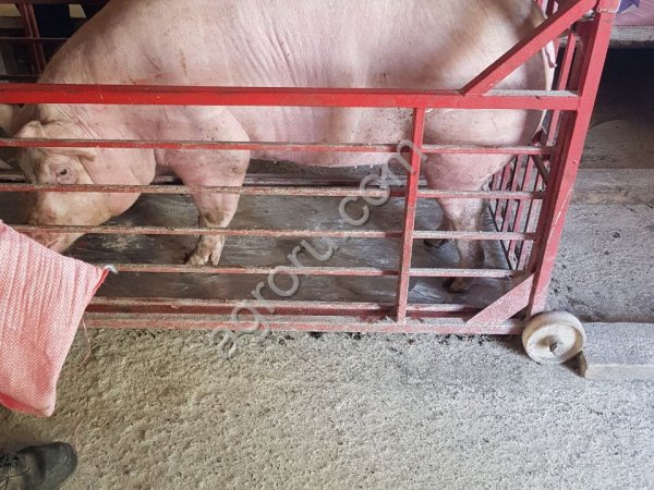 Свиньи 40-300кг. Поросята 7-25кг. (с Комплекса)