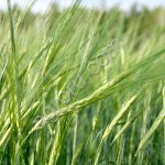 Семена ярового ячменя