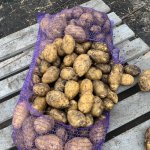 Картофель ОПТОМ, от фермера! калибр (4-6+)