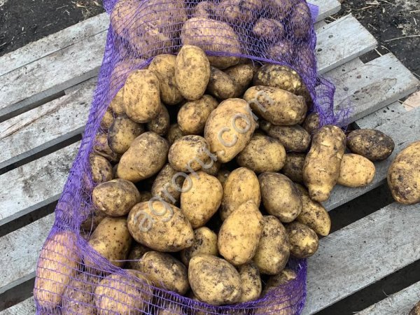 Картофель ОПТОМ, от фермера! калибр (4-6+)