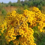 пижма обыкновенная