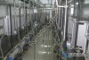 Доильные залы типа Елочка от производителя Унимилк От 200 до 900 голов.