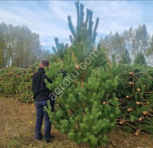 Сосна Живая Новогодняя оптом