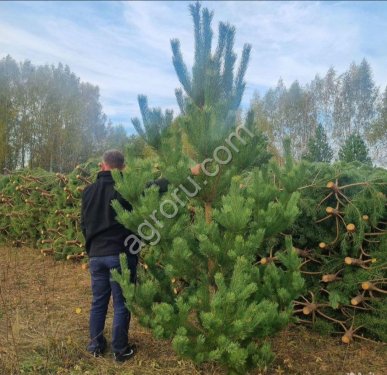 Сосна Живая Новогодняя оптом