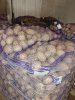 Картофель оптом