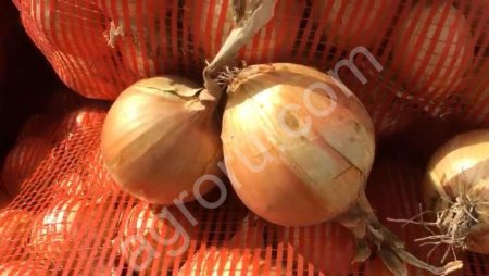 Лук репчатый