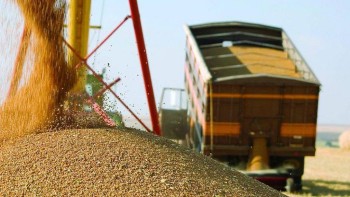 Цены на зерно останутся низкими на фоне высокого урожая - IGC