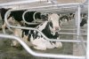 Пензенская область представила уникальный проект по развитию животноводства
