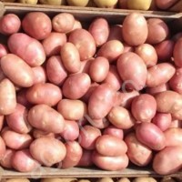 Семенной картофель сорта Ред Скарлетт (Элита) оптом
