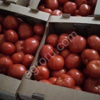 Томаты Мерлис, сливка, огурцы Берн, кабачки.